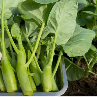 คะน้าเห็ดหอมเมล็ดพันธุ์ 90-200 เมล็ดใบเขียวเข้ม ลำต้นอวบ กรอบ หวาน ปลูกง่าย ทนร้อน [10 แถม 1 คละได้]