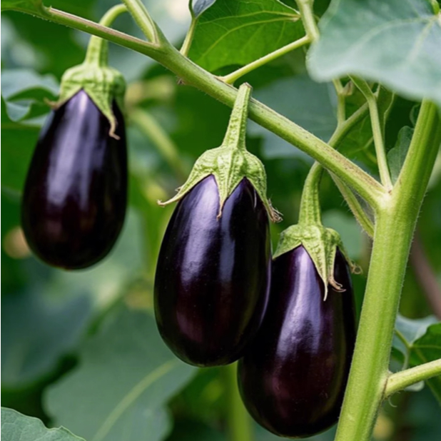 เมล็ดพันธุ์มะเขือม่วงหลอดไฟ  40-90 เมล็ด สีม่วงเงาสวย เปลือกบาง เนื้อแน่น [10 แถม 1 คละได้]