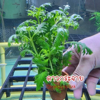 🌿พร้อมส่ง ต้นไม้น้ำ สาหร่ายหางกระรอก สาหร่ายพุงชะโด สาหร่ายเดนซ่า ดาวกระจาย อเมซอน ผักชี พร้อมกระถาง ไม้น้ำ ต้นไม้ตู้ปลา