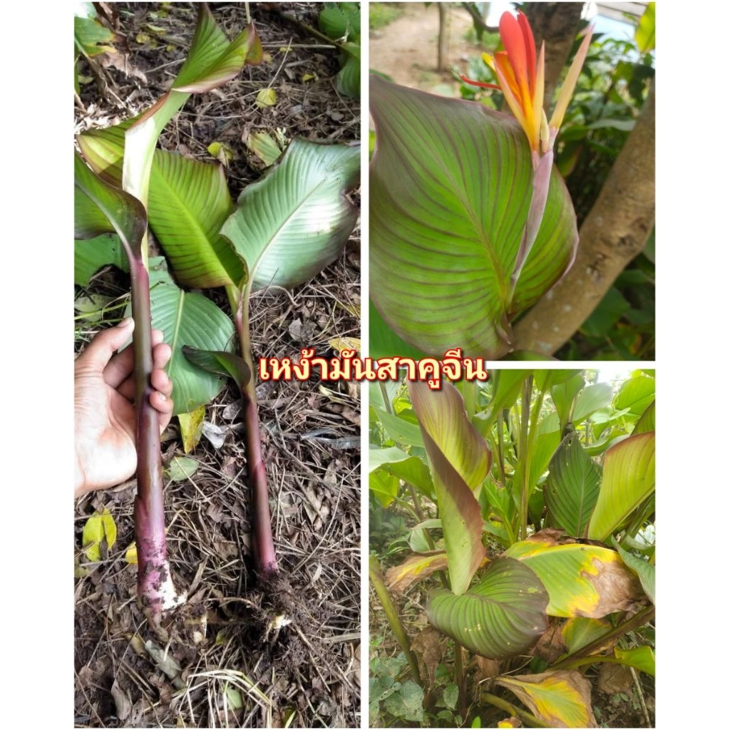 เหง้ามันสาคูจีนขุดสดๆชุด 11 ต้น 100 บาท