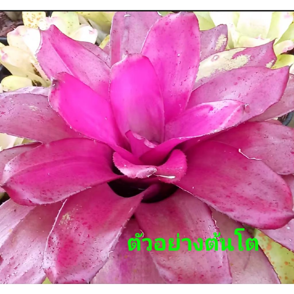 หน่อสับปะรดสี Neo. Purple star มีรากเดินแล้ว ส่งแบบถอดกระถาง