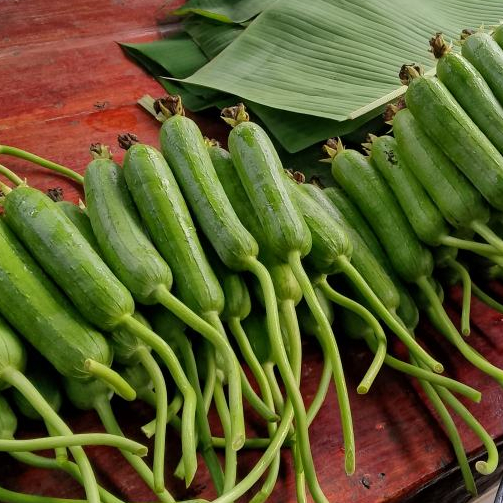 เมล็ดพันธุ์ บวบหอม 18-40 เมล็ด  เมล็ดพันธุ์คุณภาพดี อัตรางอกสูง โตเร็ว เถาแข็งแรง ผลยาวตรง [10 แถม 1 คละได้]