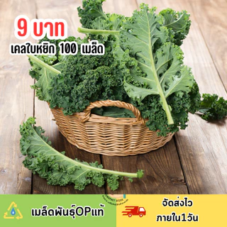 9 บาท เคลใบหยิก บรรจุ 100 เมล็ด