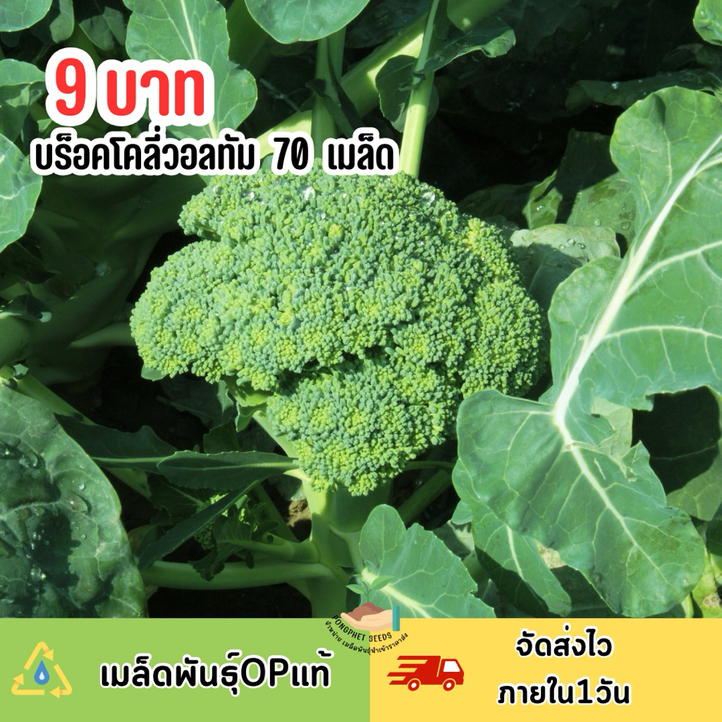 9 บาท บร็อคโคลี่วอลทัม บรรจุ 70 เมล็ด