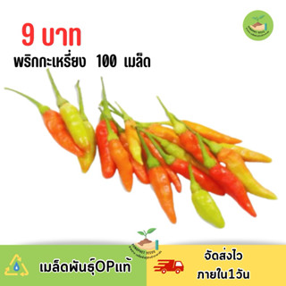 9 บาท พริกกระเหรี่ยง 100 เมล็ด