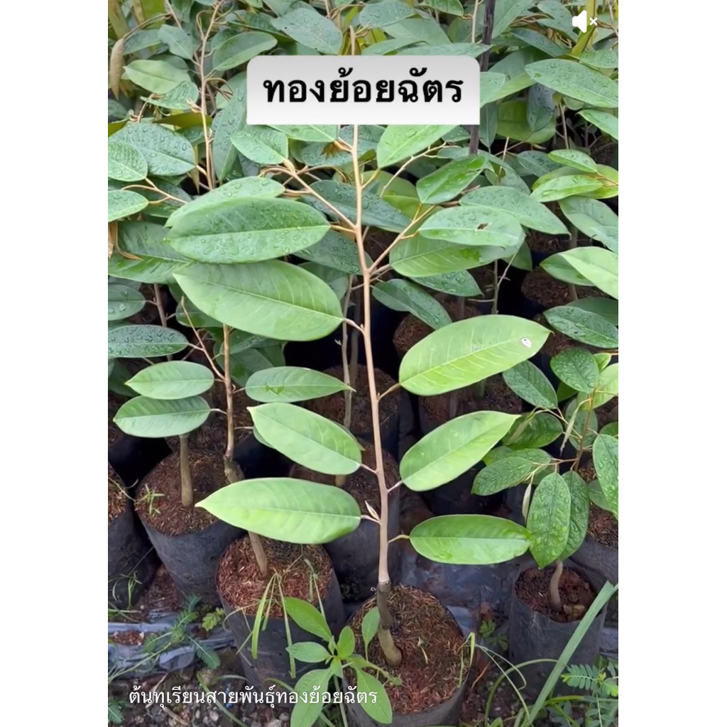 ต้นทุเรียนสายพันธุ์ทองย้อยฉัตร
