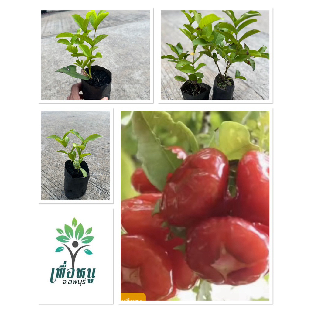ต้นชมพู่พลาสติก ลูกดก  เนื้อกรอบ หวานอร่อย ต้นสวยพร้อมปลูก#สีแดง🔴 (1 ปีได้ผลผลิต)