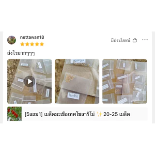 [5แถม1] เมล็ดมะเขือเทศโซลาริโน่ |ผลดก ทนร้อน โตไว| 20-25 เมล็ด