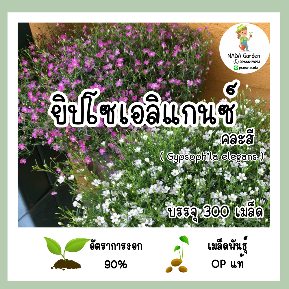 เมล็ด ดอกยิปโซเอลิแกรนซ์ คละสี 300เมล็ด Gypsophila elegans ปลูกง่าย อัตราการงอกสูง