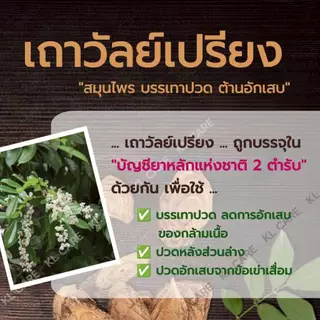 ยาบรรเทาอาการปวดเมื่อยตามร่างกาย เถาวัลย์เปรียง แก้ปวดข้อ เข่า ข้อเสื่อม ขาวละออ 42 เม็ด ของแท้ 100%