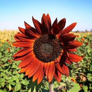 50เมล็ด เมล็ดพันธุ์ ทานตะวันสีแดง ทานตะวัน Velvet Queen Sunflower Seed คุณภาพดี ราคาถูก ของแท้