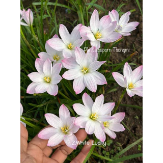บัวดิน สีขาว8กลีบZ.White Lucky 4หัว50บาท