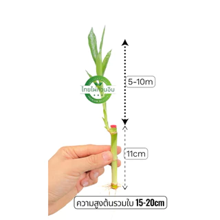 ไผ่กวนอิมแตกหน่อแต่งตู้ปลา(ต้นละ3บาท )มีรากมีใบแล้ว ต้นสูง11cmสูงรวมใบ15-20cm