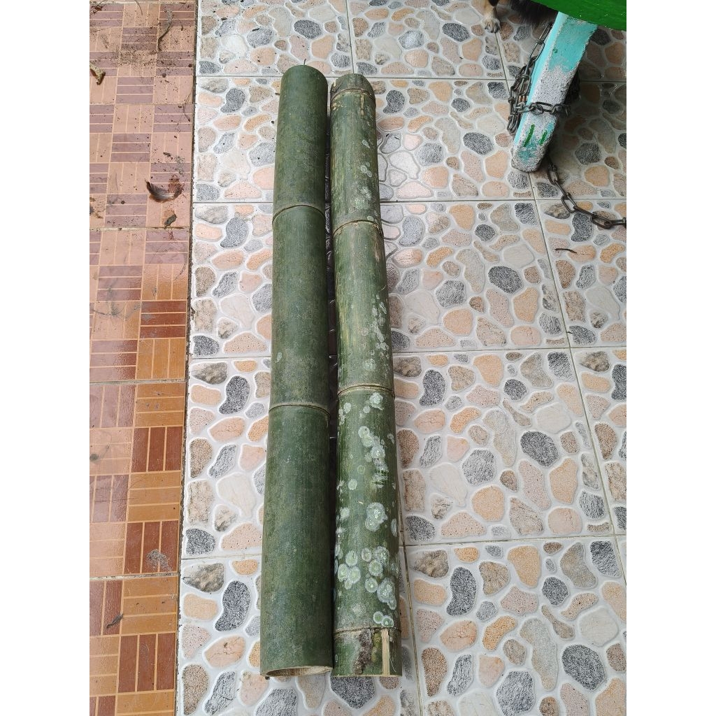 ไม้ไผ่ทั้งลำ ส่งเเบบไม้ไผ่สดนะคะ ยาวลำล่ะ1.5เมตร มัดล่ะ2ลำ สินค้ามีพร้อมส่งคะ