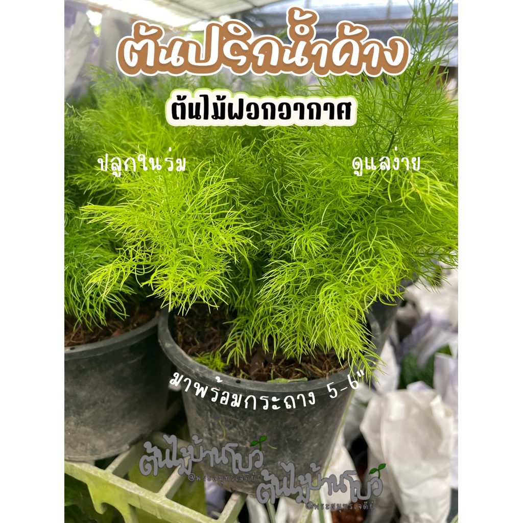 ต้นปริกน้ำค้าง กระถาง6-8" ไม้ฟอกอากาศ ต้นสวยๆ