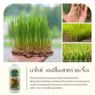 นาไรซ์ 1ลิตร (อะมิโน+สาหร่าย+จิ๊บ) ลมเบ่ง เร่งดอก ดึงช่อ