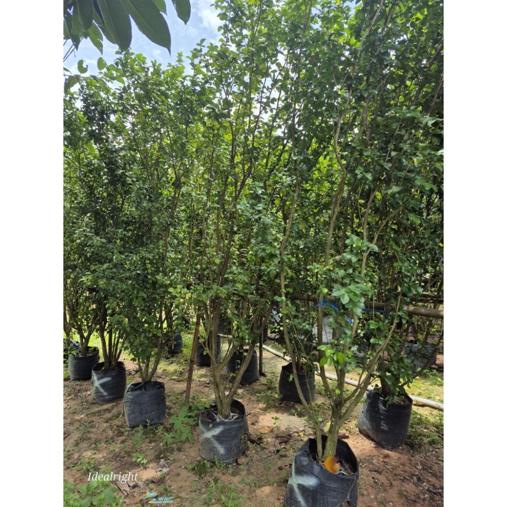 แก้วหิมาลัย สูง 200 c.m.ขึ้นไป ดอกหอม ออกทั้งปี - รูปที่ 3