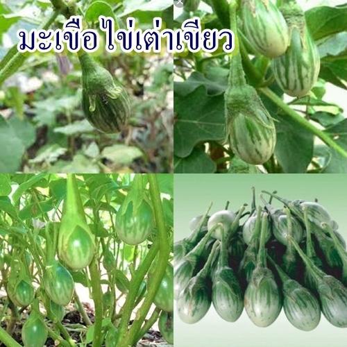 300+ เมล็ด เมล็ดมะเขือไข่เต่าเขียว (ปลูกง่าย อัตรางอก 80% รสชาติหวานกรอบอร่อย ออกผลดก ลูกเล็กสีขาวลายสีเขียว นิยมทานสด)