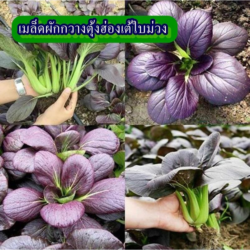 300+ เมล็ด เมล็ดผักกวางตุ้งฮ่องเต้ใบม่วง (ปลูกง่าย รสชาติเหมือนสีเขียวทั่วไป โตไว ทนแดดจัด ทำสุกี้ ลวกจิ้มน้ำพริก)