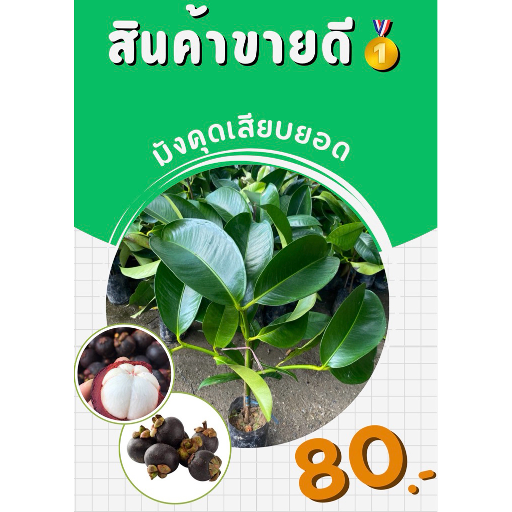 ต้นมังคุดแบบเสียบยอด มังคุดใต้แท้100% เนื้อหวานอร่อย ❌สินค้าเสียหายระหว่างขนส่งเคลมให้ใหม่ฟรี❌