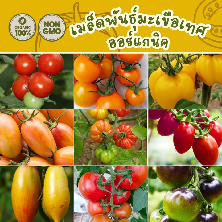 เมล็ดพันธุ์ มะเขือเทศ 100%ออร์แกนิค Non-GMO เกรดพรีเมี่ยม (Organic Tomato Seeds) [ซื้อ 5 แถม 1!]