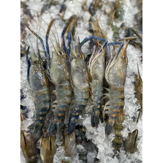 🦞กุ้งแม่น้ำไซส์จัมโบ้+ฟรีน้ำจิ้มซีฟู้ด‼️กุ้งแม่น้ำไซส์ 10-12ตัวโล🦞 ตัวใหญ่ เนื้อแน่น พร้อมส่งทั่วไทย 🚐