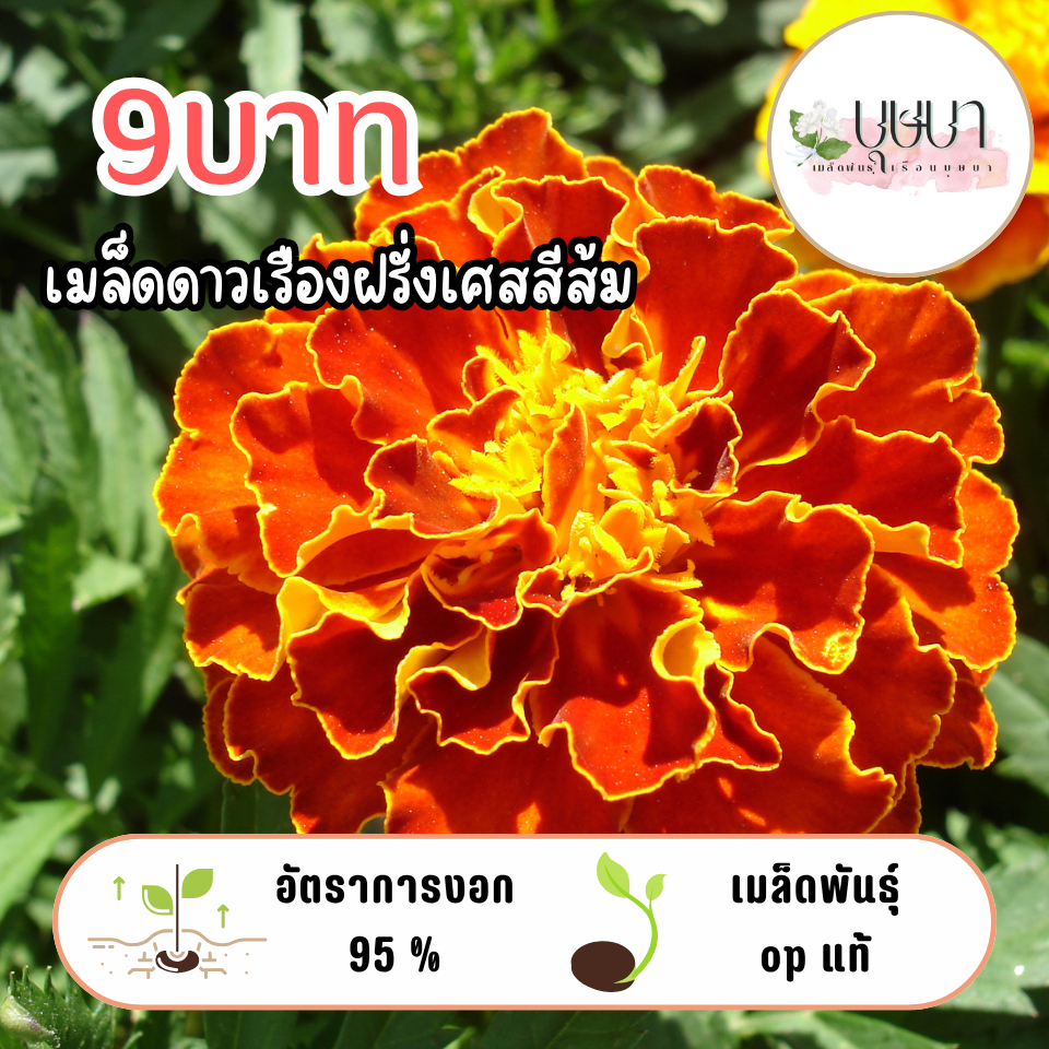 ดาวเรืองฝรั่งเศสส้ม 9บาท 50เมล็ด