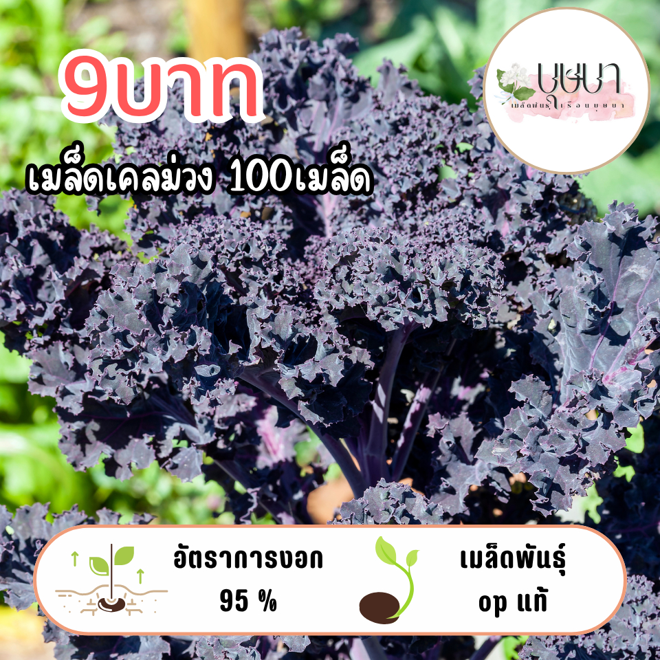 เมล็ดเคลม่วง 9บาท 100เมล็ด