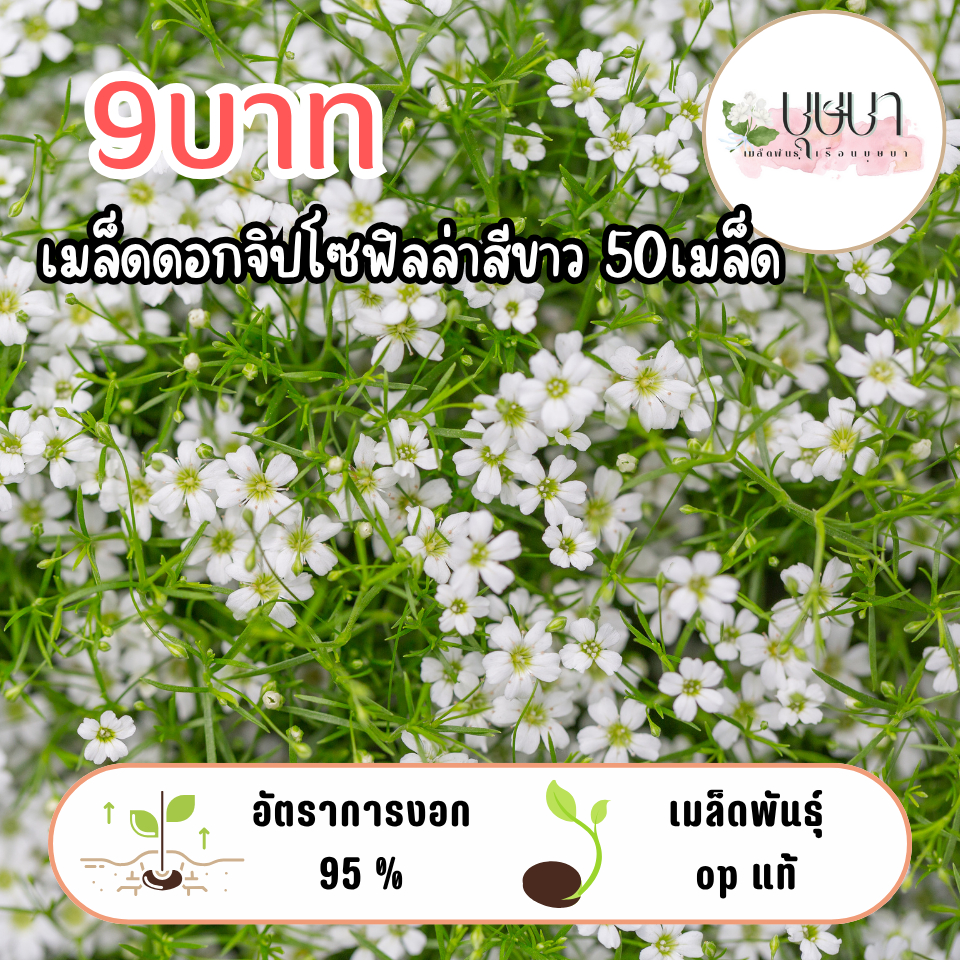 เมล็ดจิปโซฟิลล่าสีขาว 9บาท 50เมล็ด