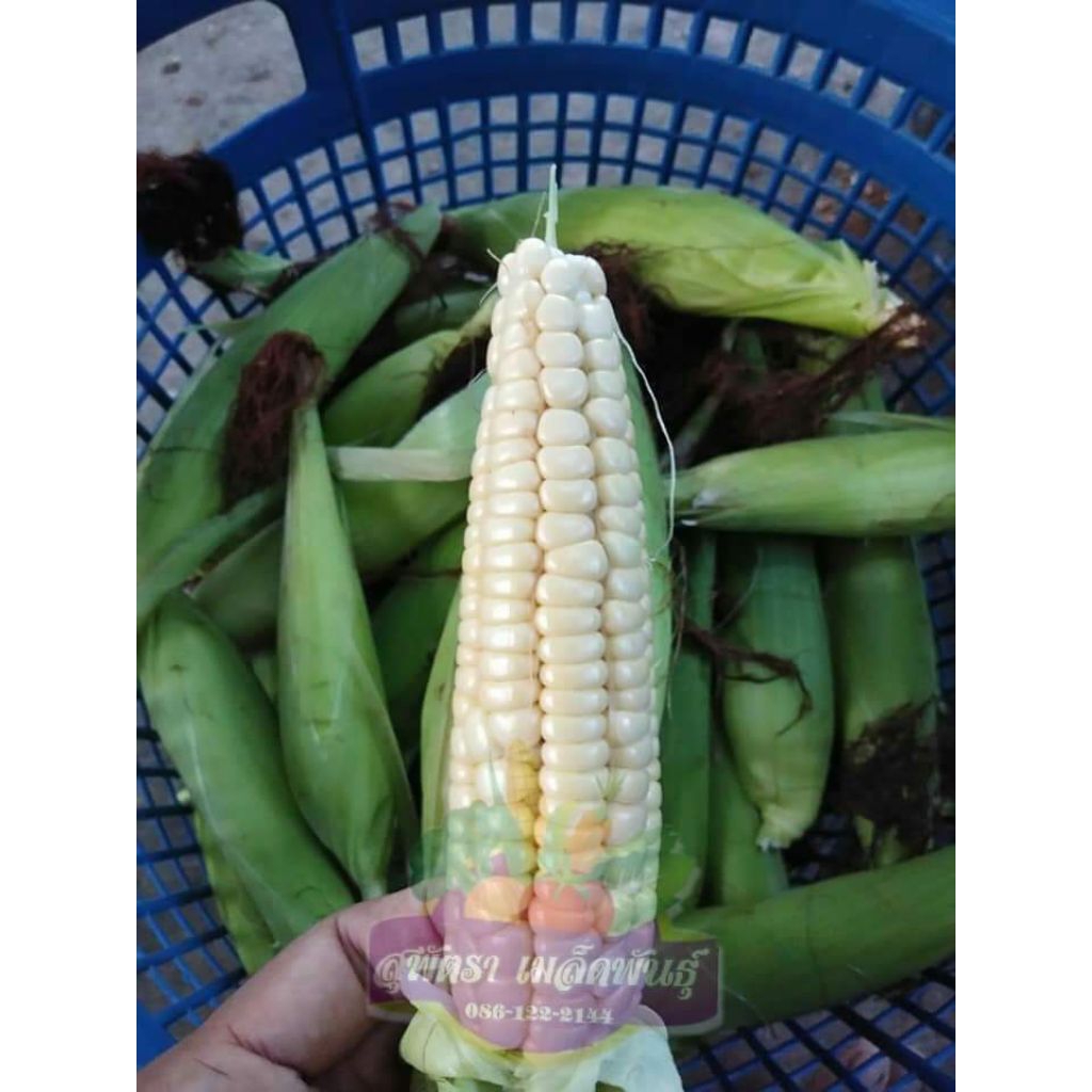 ข้าวโพดเทียน สีขาว หวาน