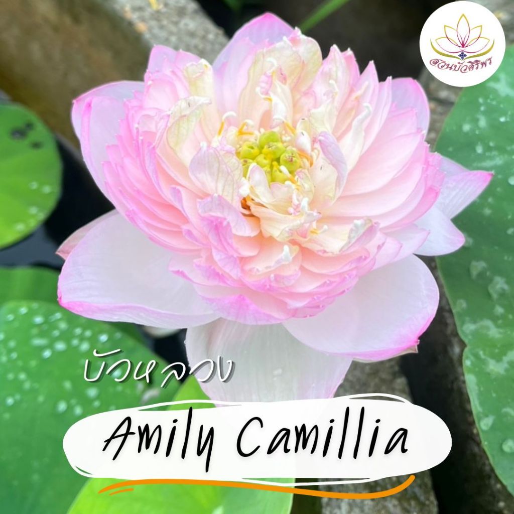 บัวหลวง Amily Camillia สีชมพูอ่อน แต้มด้วยปลายกลีบสีเข้ม มีออร่าสีเหลือง และกลีบซ้อนมาก