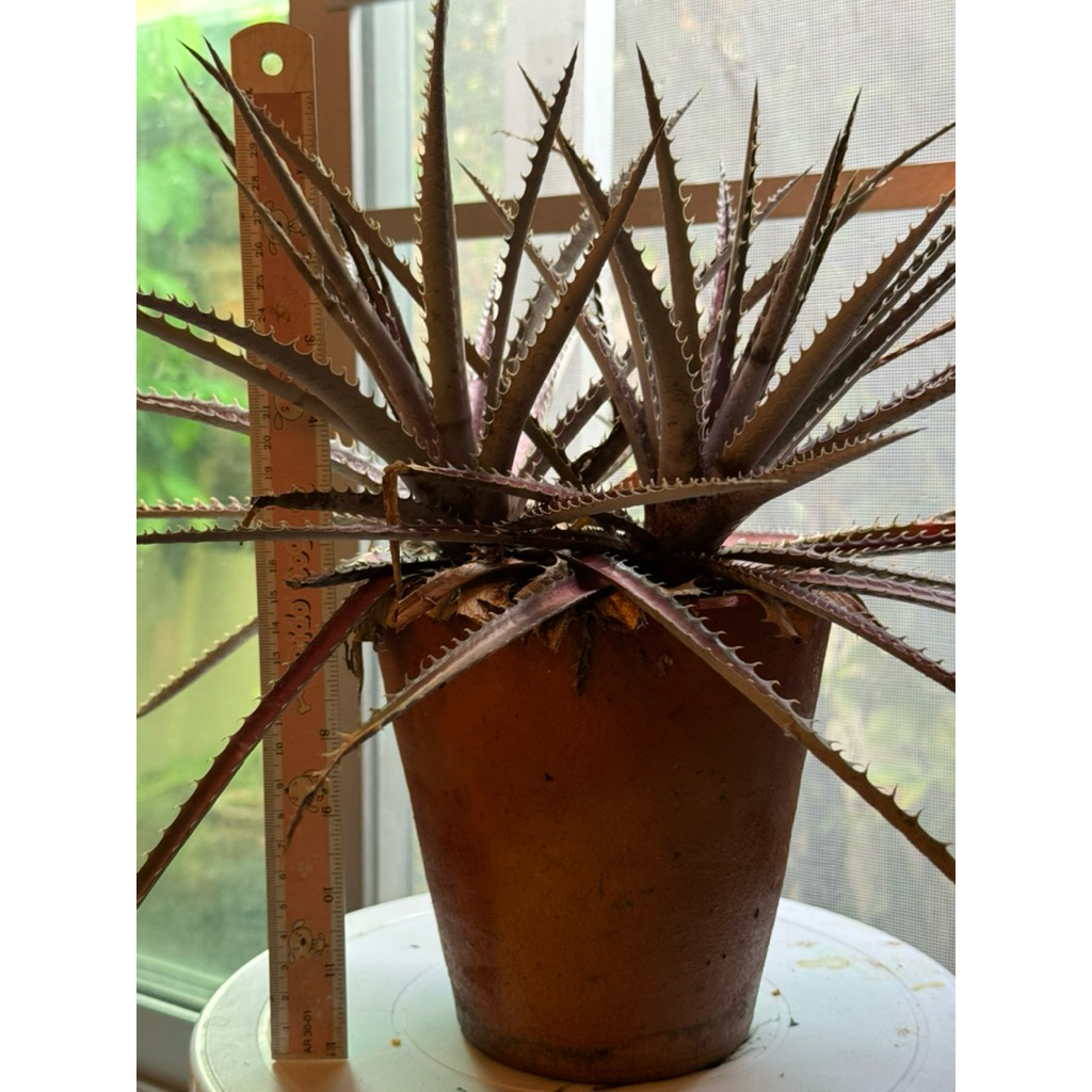 สับปะรดหนามDyckiaพรรณไม้ทนแล้งหนามโหดไม่แพ้กระบองเพชร