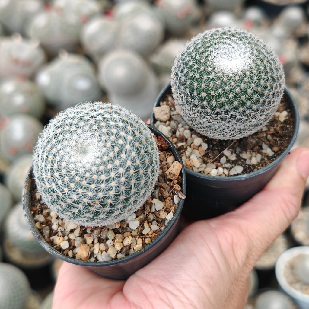 Mammillaria.​Microthele​ แมมนกฮูก​