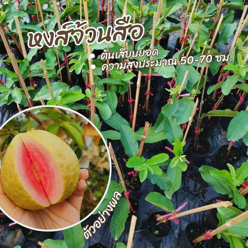 ต้นฝรั่งไส้แดง "หงส์จ้วนสือ" ต้นพันธุ์เสียบยอดตอโอกิ/KU สูง 50-70 ซม.