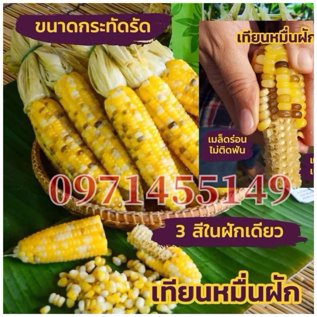 เมล็ดพันธุ์ ข้าวโพดเทียนหมื่นฝักฝักเล็กนุ่นเหนียวสีสวย เหนียว นุ่ม อร่อย