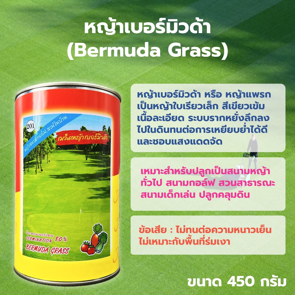 หญ้าเบอร์มิวด้า (Bermuda Grass) หญ้าแพรก หญ้าสวน หญ้าสนามกอล์ฟ ขนาด 450 กรัม ตราสามเอ (3A)