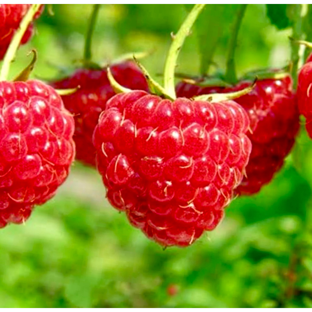 Caroline Rasberry Plants / Red Rasberry ต้น ราสเบอร์รี่ สายพันธุ์ Caroline ราสเบอร์รี่สีแดง ผลใหญ่ รสชาติดี มีกลิ่นหอม