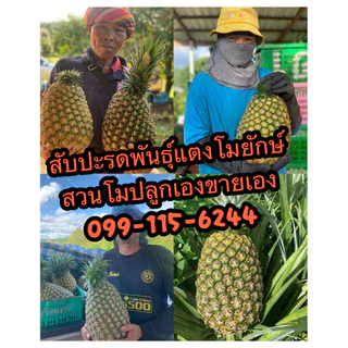 [10หน่อ] สับปะรดพันธุ์แตงยักษ์ ปลูกง่าย ลูกใหญ่3-5กก