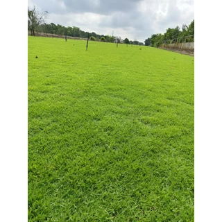 เมล็ดหญ้านวลน้อย 1กิโลกรัม เมล็ดเทียบสายพันธุ์นวลน้อยปลูกง่ายอัตตราการงอกสูง
