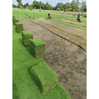 เมล็ดหญ้านวลน้อย 1กิโลกรัม เมล็ดเทียบสายพันธุ์นวลน้อยปลูกง่ายอัตตราการงอกสูง