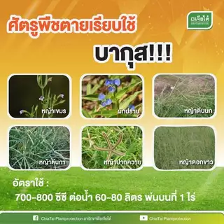 [ยกลังสุดคุ้ม] บากุส 4 ลิตร x 4แกลลอน *ของเเท้ บ.เจียไต๋ กลูโฟซิเนต แอมโมเนียม กำจัดใบแคบใบกว้างเถาเลื้อย กก ไม่ทำลายราก