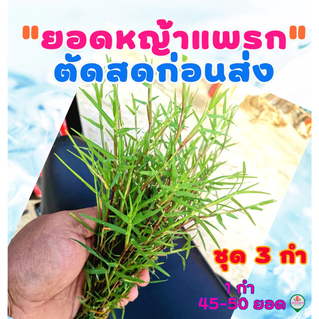 หญ้าแพรกสด ตัดตามออเดอร์ก่อนส่ง ถวายพระพิฆเนศ ชุด 3 กำ (1 รูปที่ 2