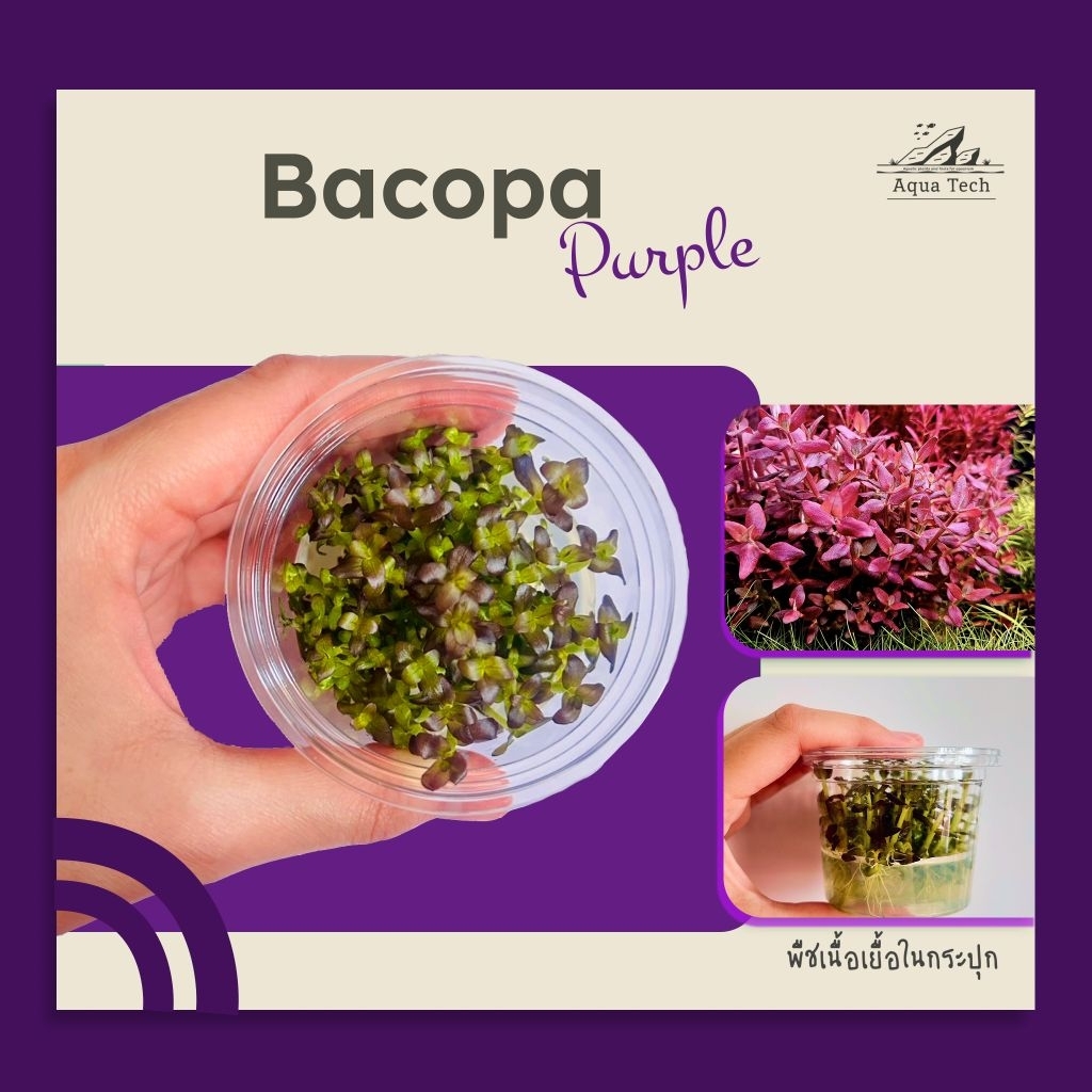 🪻🌿 บาโคป้า ม่วง  Bacopa salzmanii 'Purple' ไม้น้ำ ไม้เนื้อเยื่อ 🌿🪻
