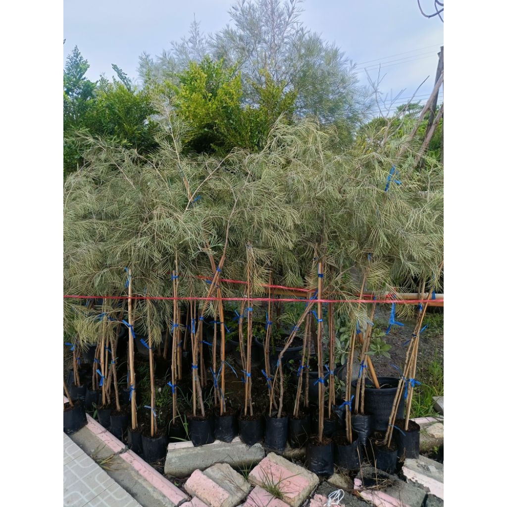 เกรวิลเลียเหลืองเลื้อย1.5เมตร