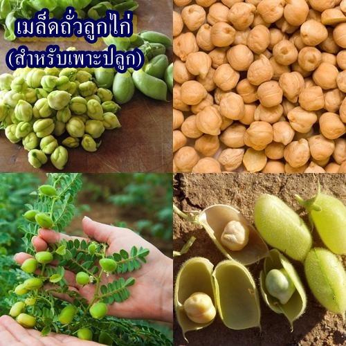 5 เมล็ด เมล็ดถั่วลูกไก่ (สำหรับเพาะปลูก) (ปลูกง่าย รสชาติอร่อย หวาน กรอบ มันๆ เป็นถั่วเมล็ดแข็ง ที่มีเปลือกแข็งและหนา)