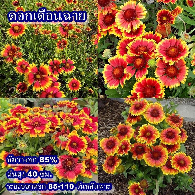 200+ เมล็ด เมล็ดดอกเดือนฉาย (อัตรางอก 85% ปลูกง่าย ดอกสวยกลีบดอกซ้อนกันสีแดงอมชมพู ปลายกลีบดอกสีเหลือง ต้นสูง 40 ซม.)