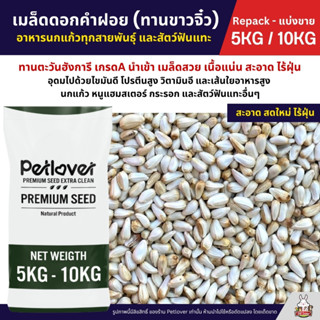(5KG/10KG) ดอกคำฝอย Safflower (ทานตะวันขาวจิ๋ว) เกรดA เม็ดเล…