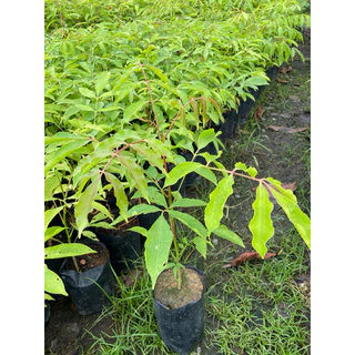 ต้นมะกอกป่า มะกอกไทย ผักรสเริศ ใส่ส้มตำยอดอ่อนทานได้ (สูง 30-50cm) รากแน่น พร้อมปลูก