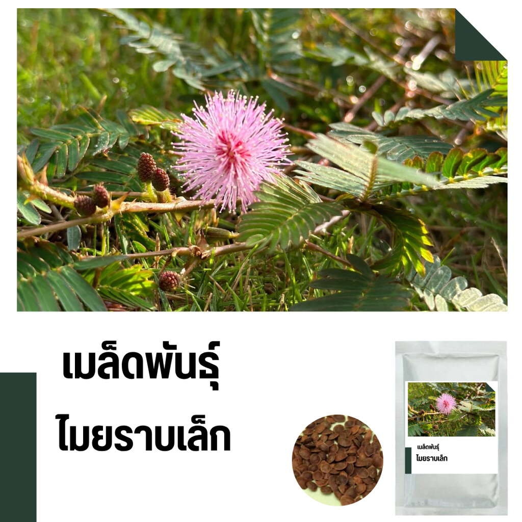 เมล็ดพันธุ์ไมยราบเล็ก บรรจุรวม 150 เมล็ด Mimosa pudica