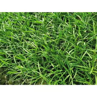 ตราลูกโลก เมล็ดผักบุ้งใบไผ่ Morning glory เมล็ดพันธุ์ผัก ผักสวนครัว ผักซอง